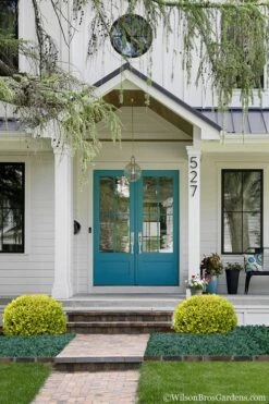 Golden Triumph Variegated Dwarf Boxwood - 3 Gallon Pot -Wilson Bros Gardens Plant Sales Store Boxwood Golden Triumph 7