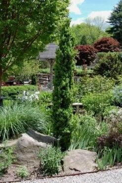 Graham Blandy Columnar Boxwood - 3 Gallon Pot -Wilson Bros Gardens Plant Sales Store Boxwood Graham Blandy 2