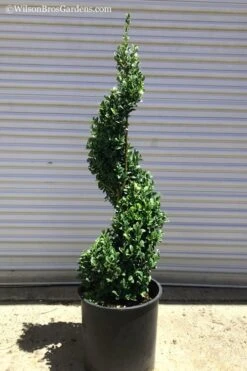 Common Boxwood Spiral Topiary - 5 Gallon Pot 7 Common Boxwood Spiral Topiary - 5 Gallon Pot -Wilson Bros Gardens Plant Sales Store Boxwood Green Mountain Spiral 1