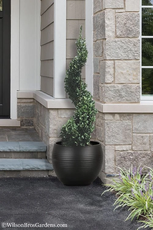 Common Boxwood Spiral Topiary - 5 Gallon Pot 1 Common Boxwood Spiral Topiary - 5 Gallon Pot