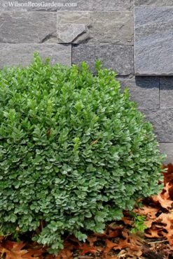 Korean Dwarf Boxwood - Buxus Sinica Var. Insularis 'Nana' - 6 Pack Of 1 Gallon Pots 11 Korean Dwarf Boxwood - Buxus Sinica Var. Insularis 'Nana' - 6 Pack Of 1 Gallon Pots -Wilson Bros Gardens Plant Sales Store Boxwood Korean Dwarf Insularis Nana 1
