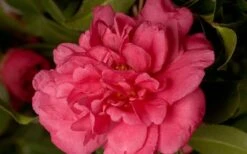 Alabama Beauty Camellia Sasanqua - 3 Gallon Pot -Wilson Bros Gardens Plant Sales Store Camellia Alabama Beauty 50
