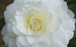 Alba Plena Camellia Japonica - 3 Gallon Pot -Wilson Bros Gardens Plant Sales Store Camellia Alba Plena Flower Closeup 1