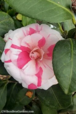 April Dawn Cold Hardy Camellia Japonica - 5 Gallon Pot -Wilson Bros Gardens Plant Sales Store Camellia April Dawn 10