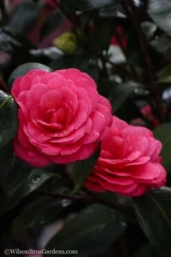 April Dawn Cold Hardy Camellia Japonica - 5 Gallon Pot -Wilson Bros Gardens Plant Sales Store Camellia April Dawn 20