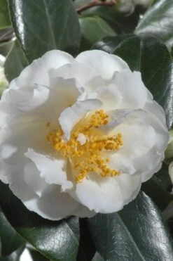 April Snow Camellia Japonica - 1 Gallon Pot -Wilson Bros Gardens Plant Sales Store Camellia April Snow 13