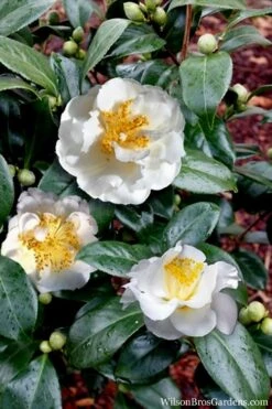 April Snow Camellia Japonica - 1 Gallon Pot -Wilson Bros Gardens Plant Sales Store Camellia April Snow 14