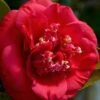 April Tryst Camellia Japonica - 7 Gallon Pot (3-4')