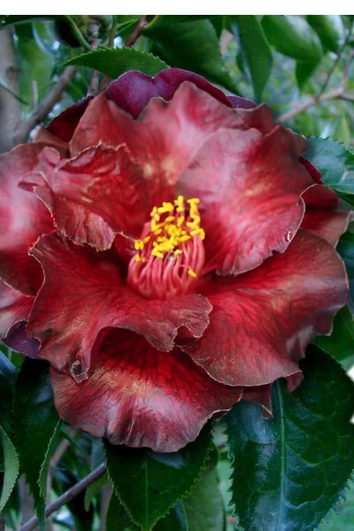 Black Magic Camellia Japonica - 3 Gallon Pot 1 Black Magic Camellia Japonica - 3 Gallon Pot