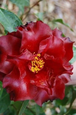 Black Magic Camellia Japonica - 3 Gallon Pot 7 Black Magic Camellia Japonica - 3 Gallon Pot -Wilson Bros Gardens Plant Sales Store Camellia Black Magic 2