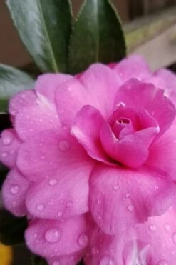 Chansonette Dwarf Weeping Camellia Sasanqua - 3 Gallon Pot 11 Chansonette Dwarf Weeping Camellia Sasanqua - 3 Gallon Pot -Wilson Bros Gardens Plant Sales Store Camellia Chansonette 4