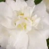 Diana Camellia Sasanqua - 1 Gallon Pot