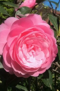 E.G. Waterhouse Camellia - Williamsii Hybrid - 3 Gallon Pot -Wilson Bros Gardens Plant Sales Store Camellia EG Waterhouse 2