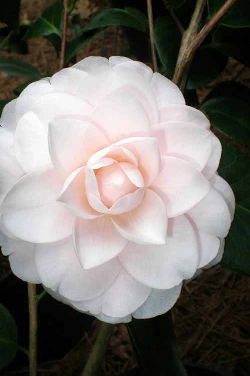 Goggy Camellia Japonica - 1 Gallon Pot 4 Goggy Camellia Japonica - 1 Gallon Pot - Image 4