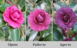 Green's Blues Dwarf Camellia Sasanqua - 3 Gallon Pot -Wilson Bros Gardens Plant Sales Store Camellia Greens Blues 10