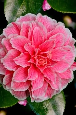 Brilliant Gem Fragrant Camellia Japonica - Herme - 3 Gallon Pot -Wilson Bros Gardens Plant Sales Store Camellia Hermes 6