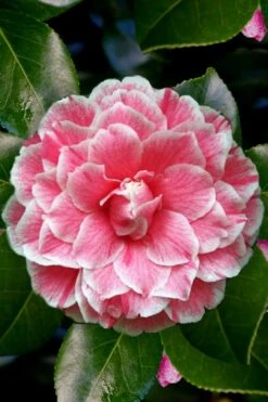 Brilliant Gem Fragrant Camellia Japonica - Herme - 3 Gallon Pot -Wilson Bros Gardens Plant Sales Store Camellia Herrmes 4