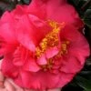 Kramers Supreme Red Double Camellia Japonica - 2 Gallon Pot
