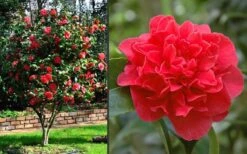 Kramers Supreme Red Double Camellia Japonica - 2 Gallon Pot -Wilson Bros Gardens Plant Sales Store Camellia Kramers Supreme 2