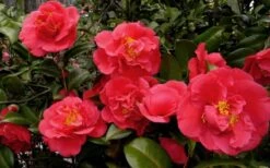 Kramers Supreme Red Double Camellia Japonica - 2 Gallon Pot -Wilson Bros Gardens Plant Sales Store Camellia Kramers Supreme 52