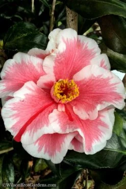 Lady Vansittart Multicolor Camellia Japonica - 1 Gallon Pot 10 Lady Vansittart Multicolor Camellia Japonica - 1 Gallon Pot -Wilson Bros Gardens Plant Sales Store Camellia Lady Vansittart 12