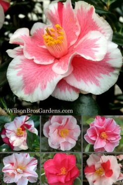Lady Vansittart Multicolor Camellia Japonica - 1 Gallon Pot 13 Lady Vansittart Multicolor Camellia Japonica - 1 Gallon Pot -Wilson Bros Gardens Plant Sales Store Camellia Lady Vansittart 500x750 1
