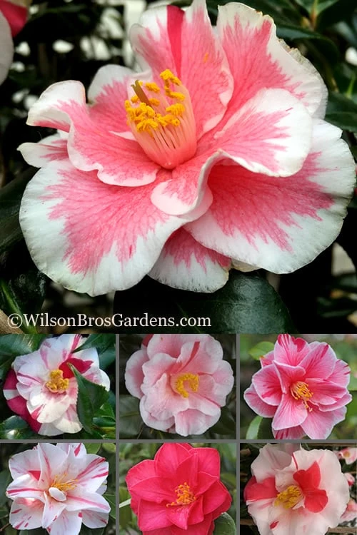 Lady Vansittart Multicolor Camellia Japonica - 1 Gallon Pot 7 Lady Vansittart Multicolor Camellia Japonica - 1 Gallon Pot - Image 7