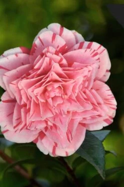 Les Marbury Camellia Japonica - 3 Gallon Pot -Wilson Bros Gardens Plant Sales Store Camellia Les Marbury 3