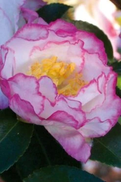 October Magic Inspiration Camellia - 3 Gallon Pot -Wilson Bros Gardens Plant Sales Store Camellia October Inspiration