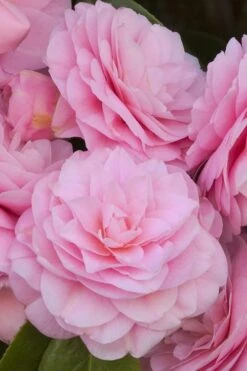 Pearl Maxwell Camellia Japonica - 3 Gallon Pot 11 Pearl Maxwell Camellia Japonica - 3 Gallon Pot -Wilson Bros Gardens Plant Sales Store Camellia Pearl Maxwell 10