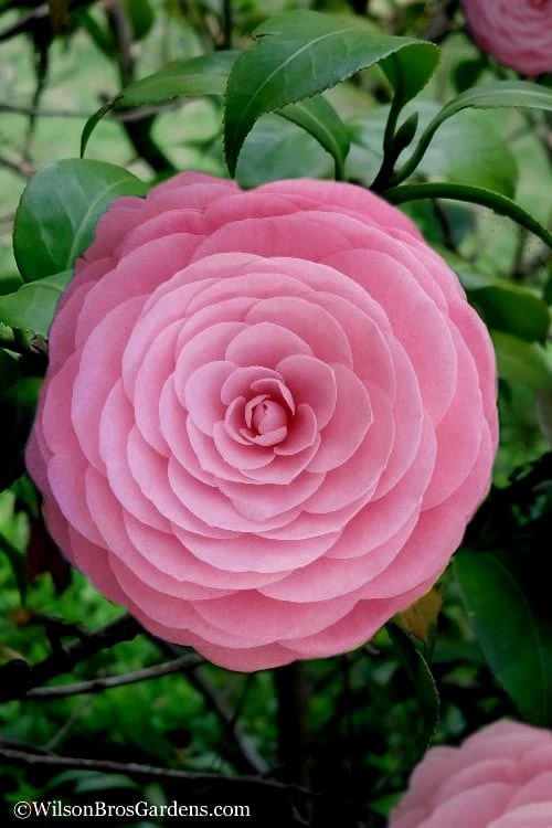 Pearl Maxwell Camellia Japonica - 3 Gallon Pot 1 Pearl Maxwell Camellia Japonica - 3 Gallon Pot