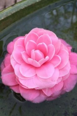 Pearl Maxwell Camellia Japonica - 3 Gallon Pot 10 Pearl Maxwell Camellia Japonica - 3 Gallon Pot -Wilson Bros Gardens Plant Sales Store Camellia Pearl Maxwell 5