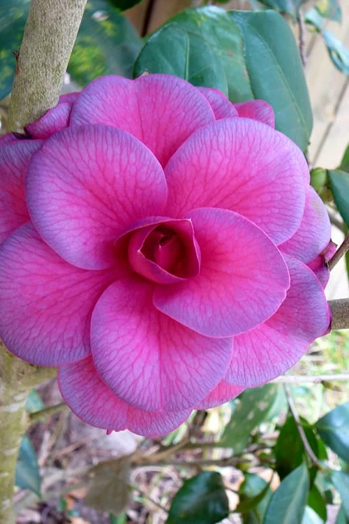 Purple Dawn Camellia Japonica - 3 Gallon Pot 1 Purple Dawn Camellia Japonica - 3 Gallon Pot