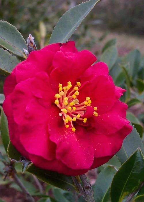 Reverend Ida Red ShiShi Gashira Dwarf Camellia Sasanqua - 3 Gallon Pot 1 Reverend Ida Red ShiShi Gashira Dwarf Camellia Sasanqua - 3 Gallon Pot