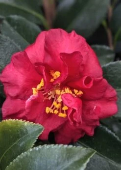 Reverend Ida Red ShiShi Gashira Dwarf Camellia Sasanqua - 3 Gallon Pot 7 Reverend Ida Red ShiShi Gashira Dwarf Camellia Sasanqua - 3 Gallon Pot -Wilson Bros Gardens Plant Sales Store Camellia Reverend Ida 3