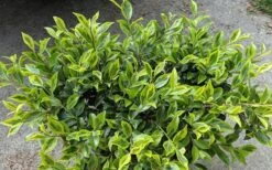 Royal Flush Shi Shi Variegated Camellia Sasanqua - 3 Gallon Pot -Wilson Bros Gardens Plant Sales Store Camellia Royal Flush Shi Shi 2