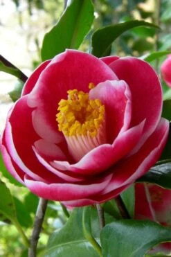 Sadaharu Oh Camellia - 7 Gallon Pot (3-4') -Wilson Bros Gardens Plant Sales Store Camellia Sadaharu Oh 6