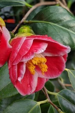 Sadaharu Oh Camellia - 7 Gallon Pot (3-4') -Wilson Bros Gardens Plant Sales Store Camellia Sadaharu Oh 7