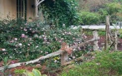 Sarrel Dwarf Camellia Sasanqua - 3 Gallon Pot 7 Sarrel Dwarf Camellia Sasanqua - 3 Gallon Pot -Wilson Bros Gardens Plant Sales Store Camellia Sarrel 5