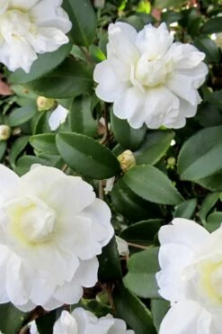 Snow Flurry Cold Hardy Camellia Hybrid - 3 Gallon Pot -Wilson Bros Gardens Plant Sales Store Camellia Snow Flurry 6