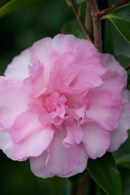 Sarrel Dwarf Camellia Sasanqua - 3 Gallon Pot 1 Sarrel Dwarf Camellia Sasanqua - 3 Gallon Pot