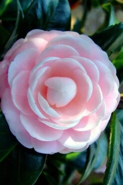 Winter's Rose Cold Hardy Dwarf Camellia - 3 Gallon Pot -Wilson Bros Gardens Plant Sales Store Camellia Winters Rose 6