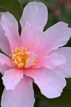 Winter's Toughie Cold Hardy Camellia - 3 Gallon Pot -Wilson Bros Gardens Plant Sales Store Camellia Winters Toughie 3