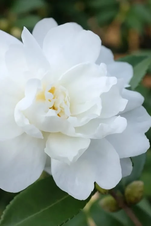 Winter's Waterlily Cold Hardy Camellia - 3 Gallon Pot 1 Winter's Waterlily Cold Hardy Camellia - 3 Gallon Pot