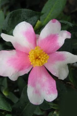 Yume Camellia Sasanqua - 3 Gallon Pot -Wilson Bros Gardens Plant Sales Store Camellia Yume 2