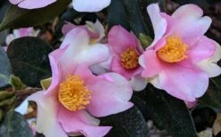 Yume Camellia Sasanqua - 3 Gallon Pot -Wilson Bros Gardens Plant Sales Store Camellia Yume 5