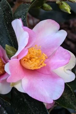 Yume Camellia Sasanqua - 3 Gallon Pot -Wilson Bros Gardens Plant Sales Store Camellia Yume 7
