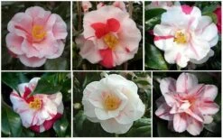 Lady Vansittart Multicolor Camellia Japonica - 1 Gallon Pot 12 Lady Vansittart Multicolor Camellia Japonica - 1 Gallon Pot -Wilson Bros Gardens Plant Sales Store CamelliaLadyVasittart 2