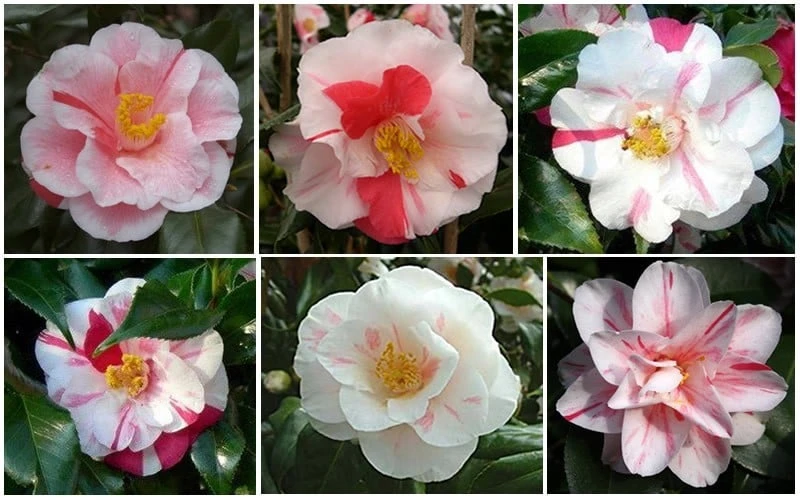 Lady Vansittart Multicolor Camellia Japonica - 1 Gallon Pot 6 Lady Vansittart Multicolor Camellia Japonica - 1 Gallon Pot - Image 6