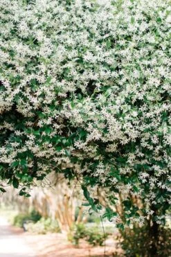 Madison Confederate Jasmine - 1 Gallon Pot -Wilson Bros Gardens Plant Sales Store Campsis Madame Galen 18